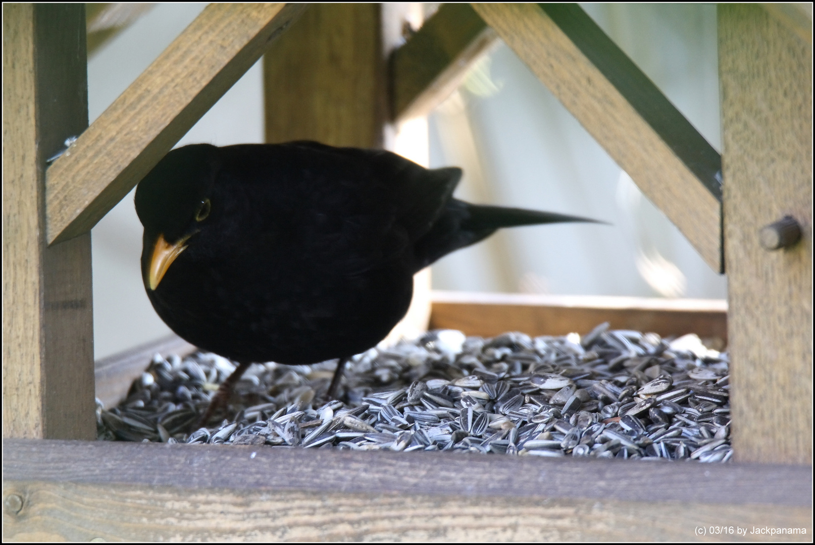 Amsel am Futterhäuschen (3)