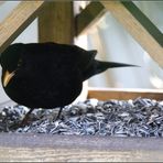 Amsel am Futterhäuschen (3)