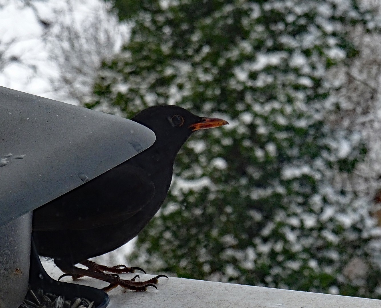 Amsel am Futterhäuschen