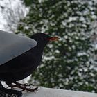 Amsel am Futterhäuschen