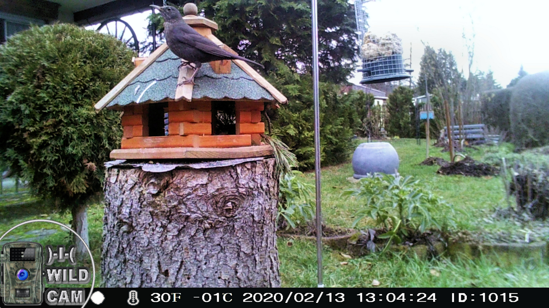 Amsel am Futterhaus