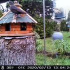 Amsel am Futterhaus