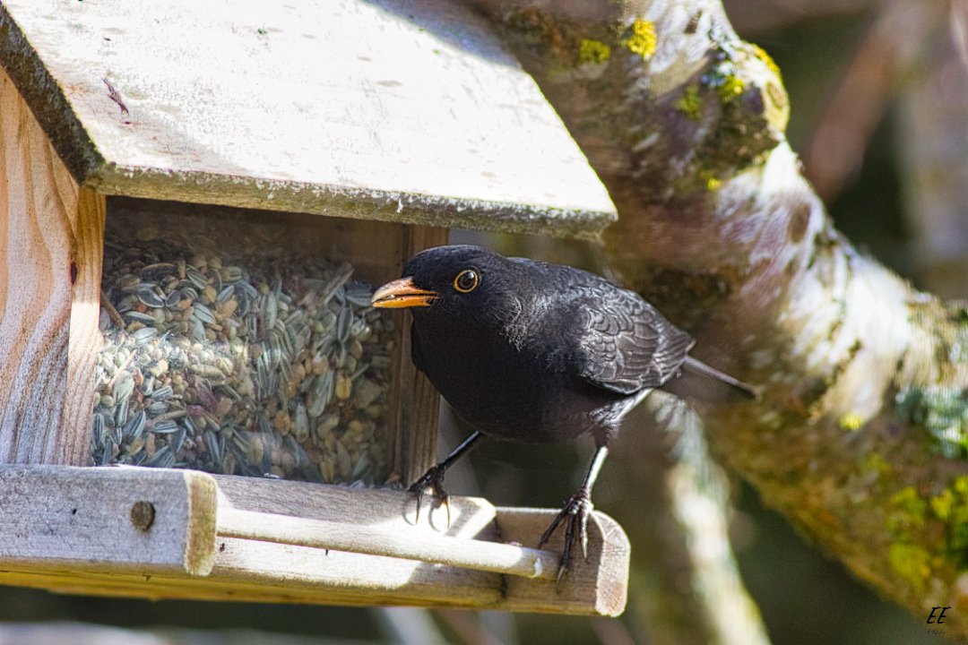 Amsel am Futternapf