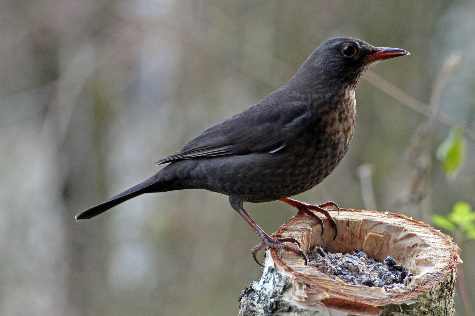 Amsel am Futterplatz