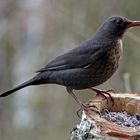 Amsel am Futterplatz