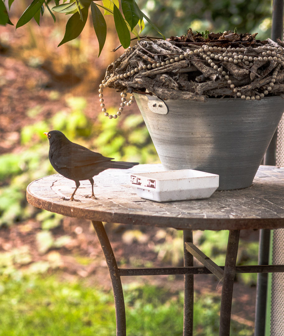 Amsel am Futtertisch