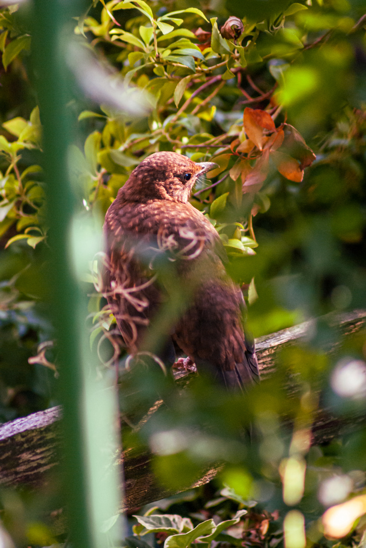 Amsel am Gartenzaun