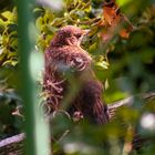 Amsel am Gartenzaun