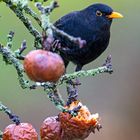 Amsel am Kompott