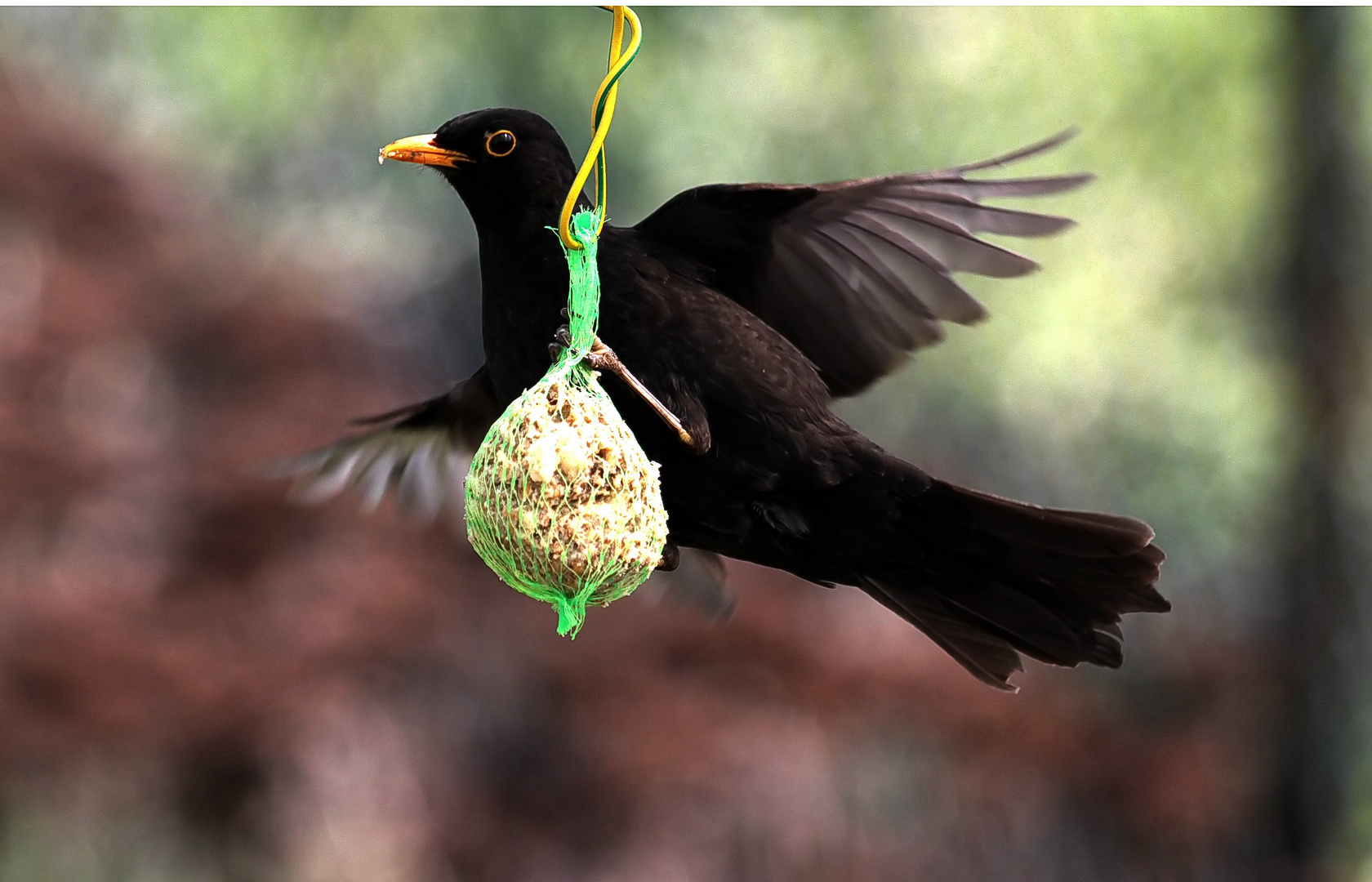 Amsel am Meisenknödel