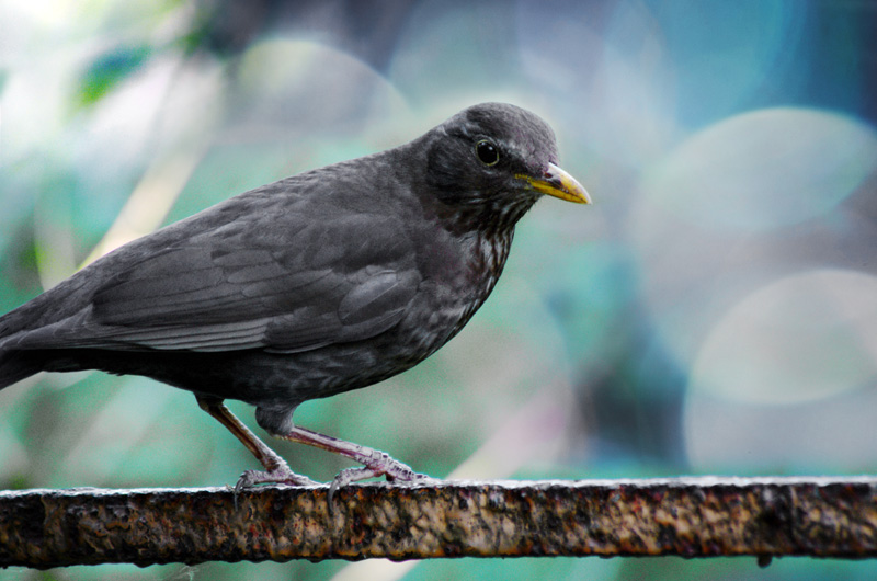 Amsel am Mont Klamott