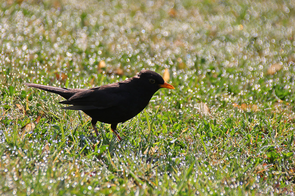 Amsel am Morgen im taubenetzten Gras