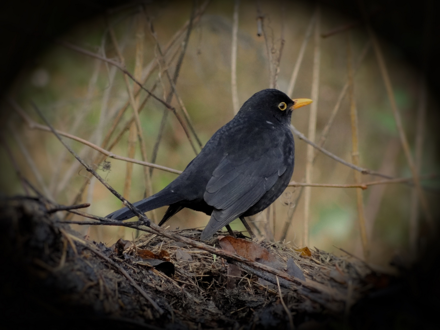 Amsel am Morgen , vertreibt ..........