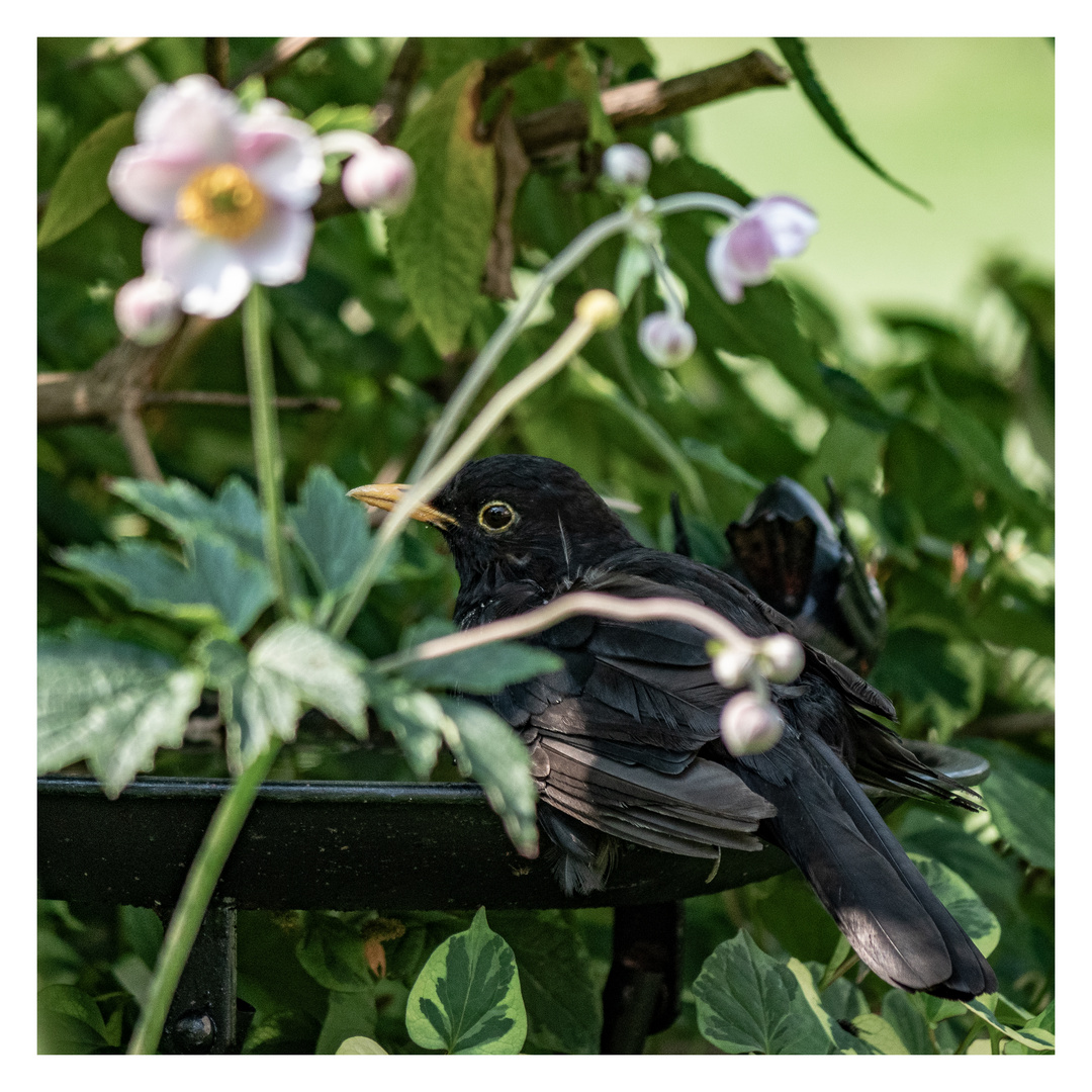 Amsel am Pool