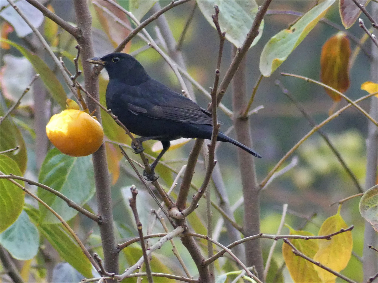 Amsel am Quittenbaum