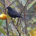 Amsel am Quittenbaum