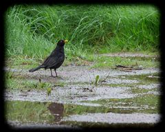 Amsel am Regentag