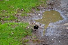 Amsel am rennen