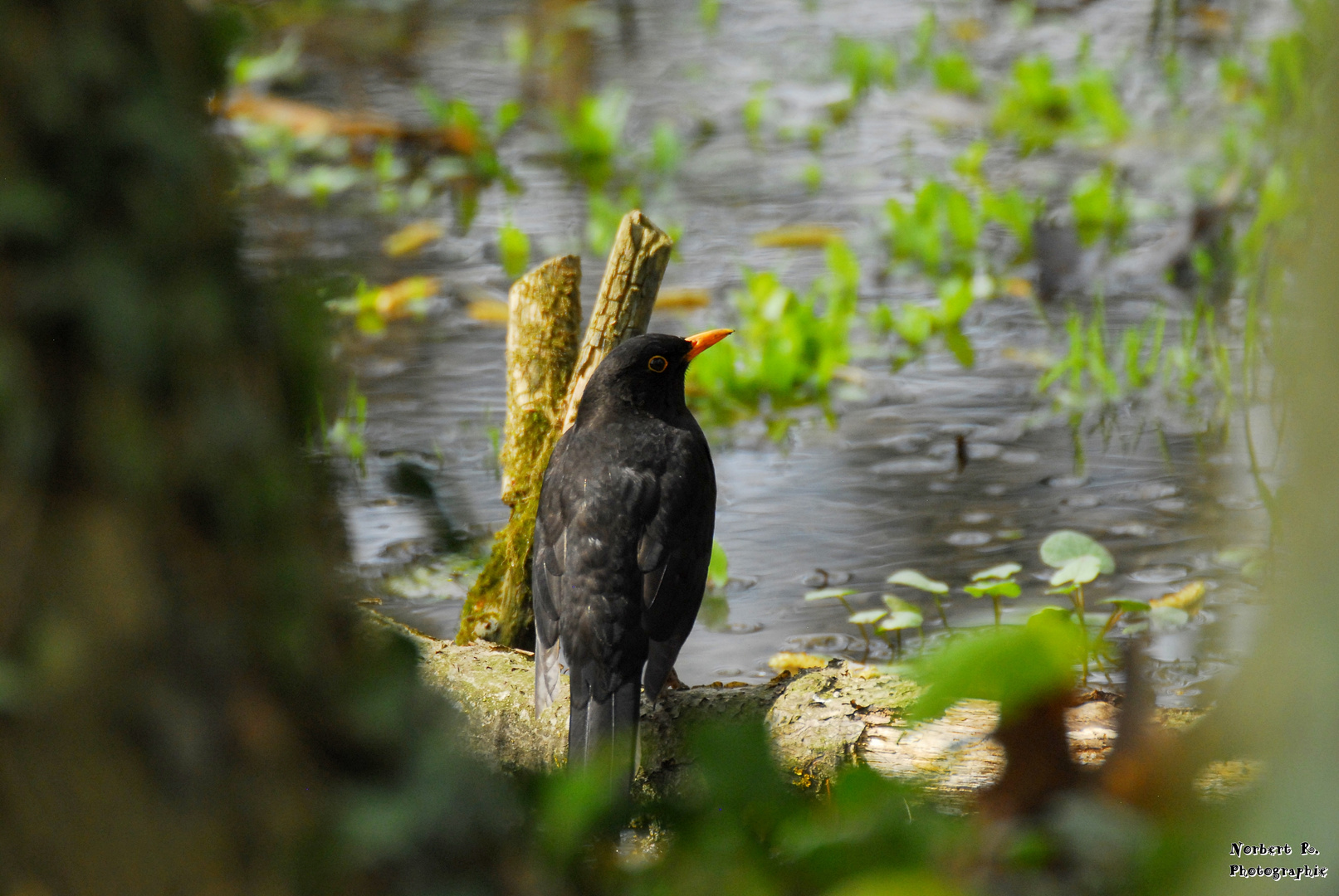 Amsel am See