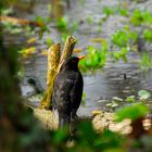 Amsel am See