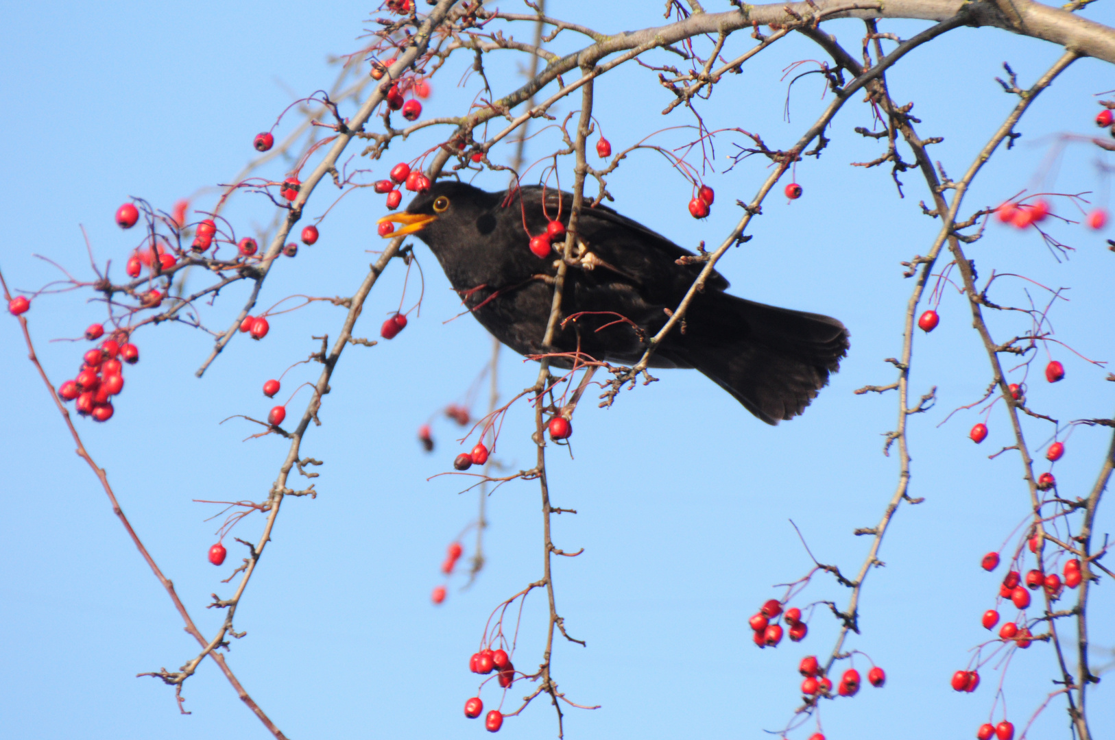 Amsel am Strauch