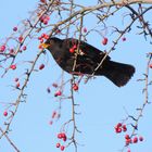 Amsel am Strauch