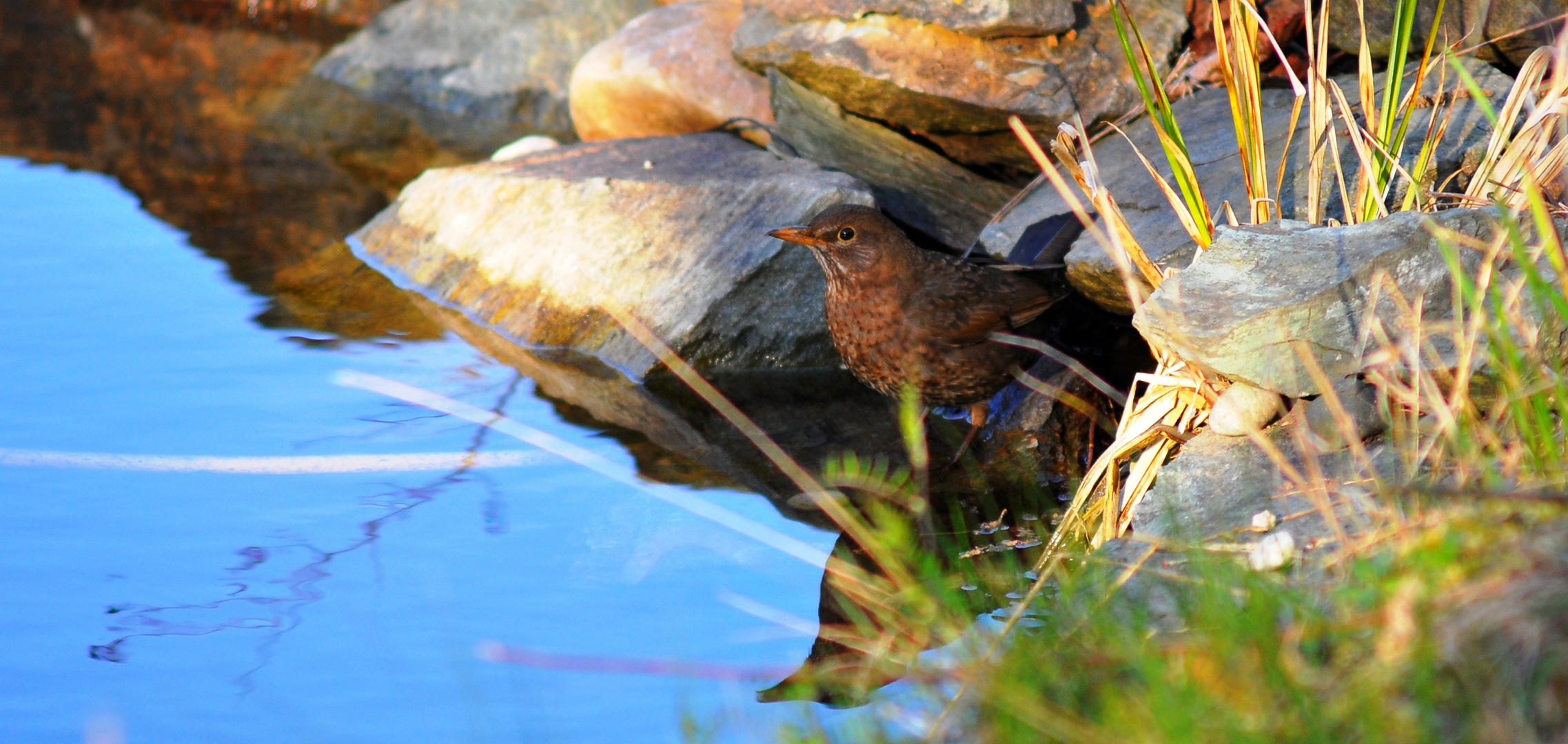 Amsel am Teich Foto & Bild tiere, natur Bilder auf