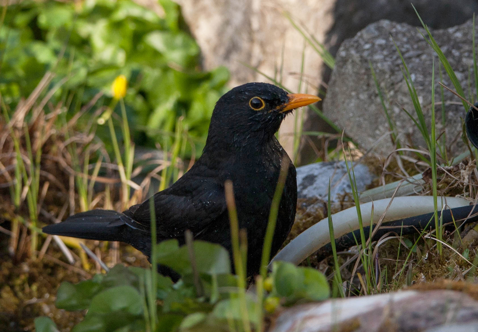 Amsel am Teich-5933