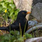 Amsel am Teich-5933