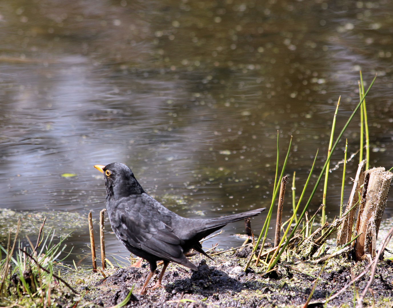 Amsel am Ufer