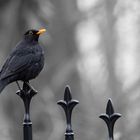 Amsel am Waldrand