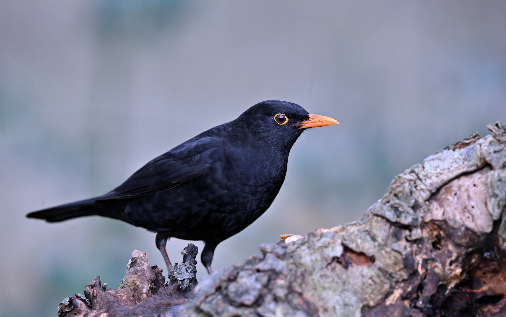 Amsel am Waldrand...