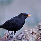 Amsel am Waldrand...