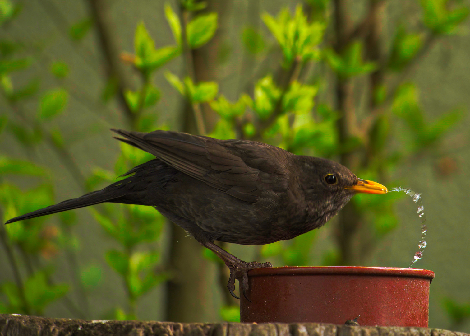 Amsel am Wasser 4 Mai 22 2