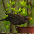 Amsel am Wasser 4 Mai 22 2