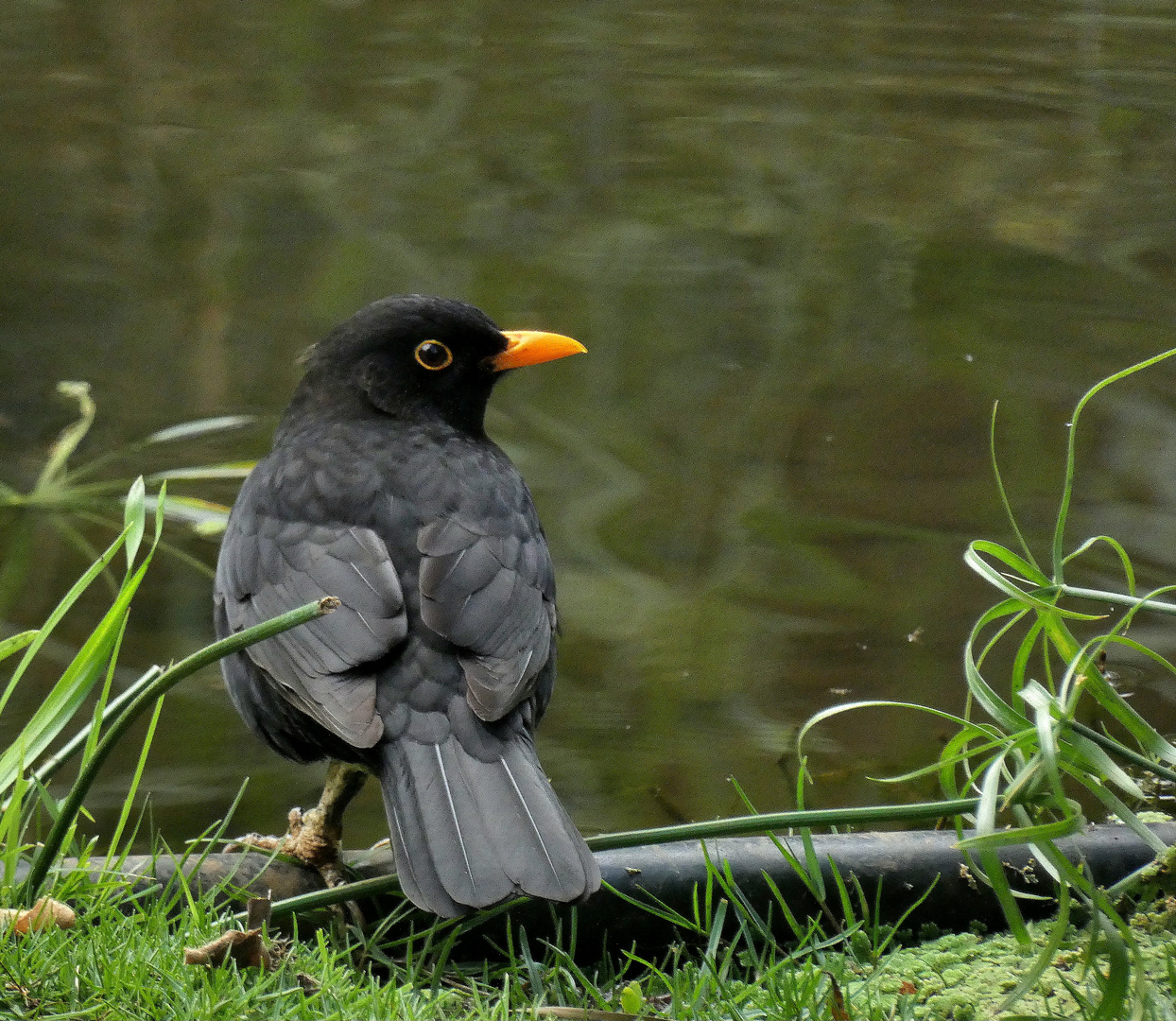 Amsel am Wasser. Keine Wasseramsel