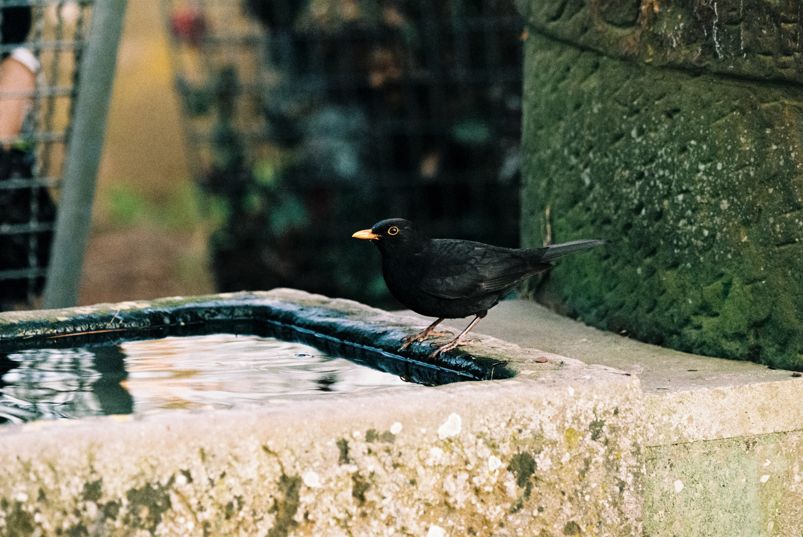 Amsel am Wassertrog