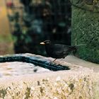 Amsel am Wassertrog