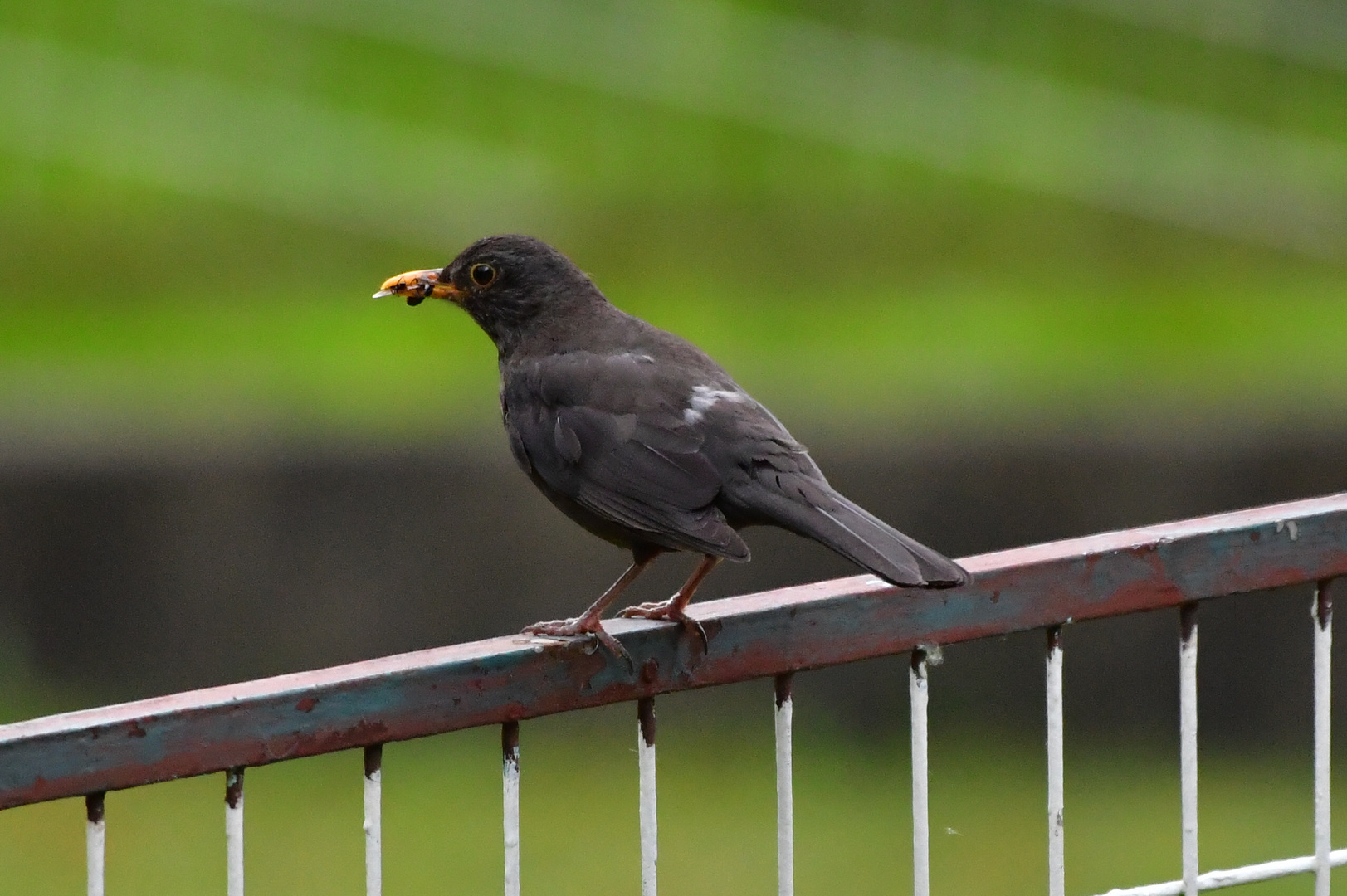 Amsel am Zaun