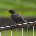 Amsel am Zaun