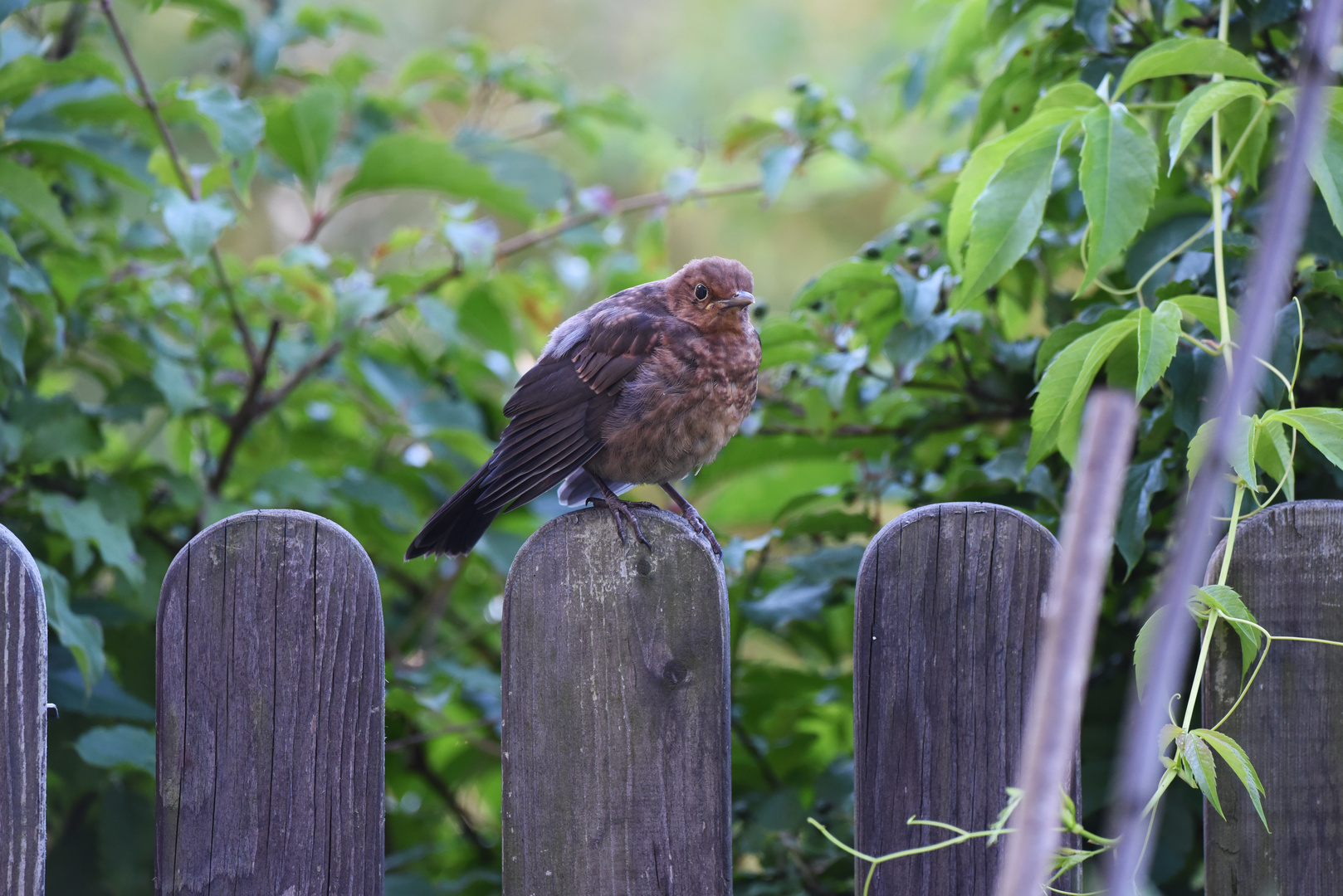 Amsel am Zaun