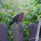 Amsel am Zaun