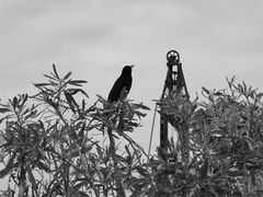 Amsel an Baustelle...