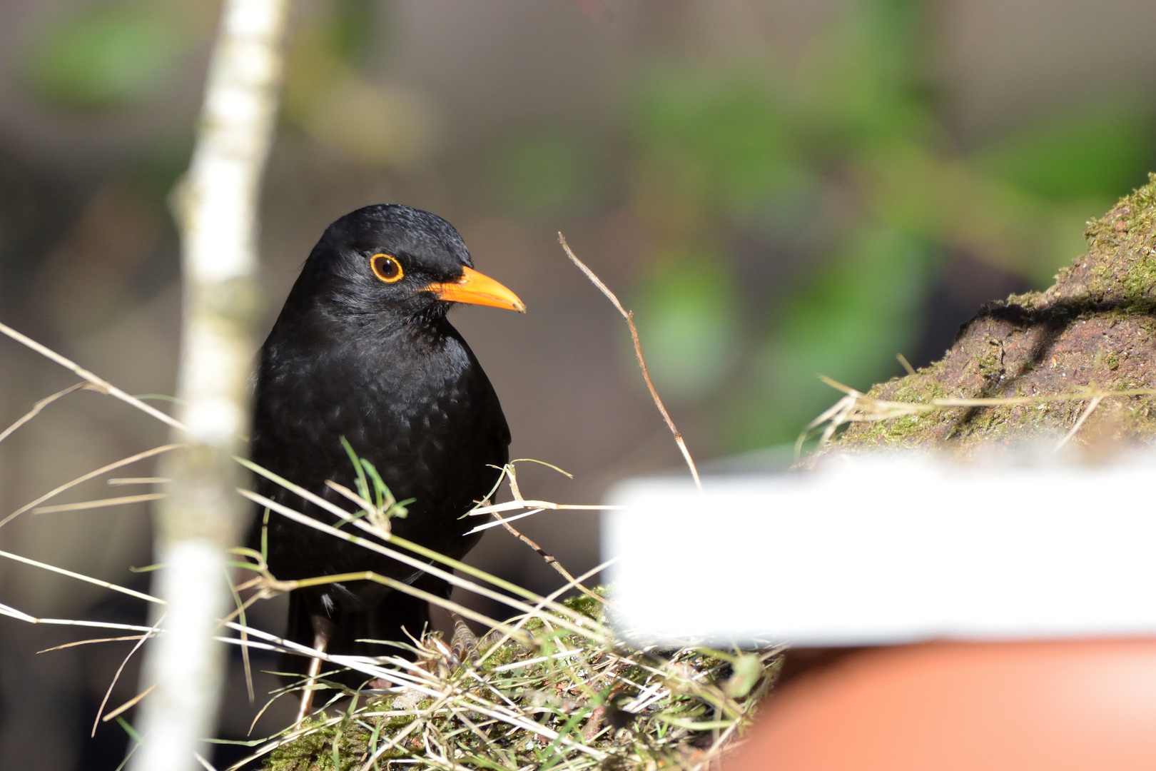 Amsel an begehrter Futterstelle