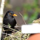 Amsel an begehrter Futterstelle