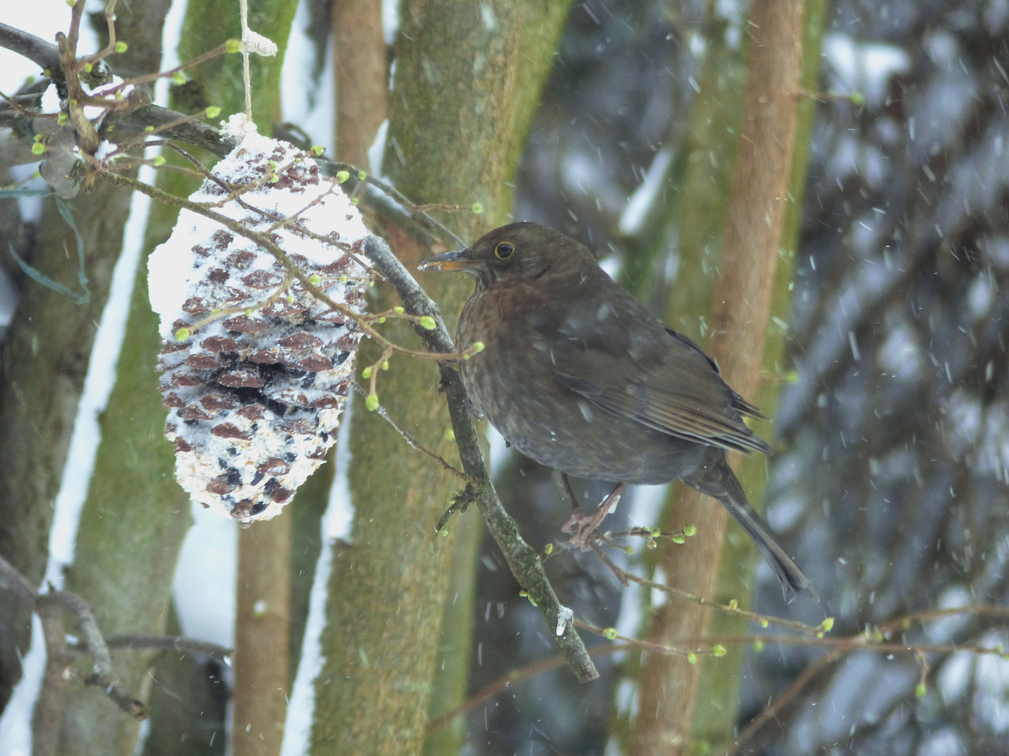 Amsel an der Futterstelle