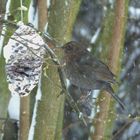 Amsel an der Futterstelle