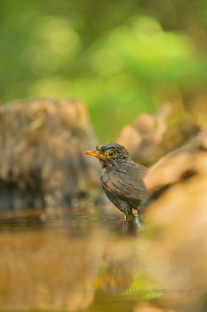 Amsel an einer Wasserstelle im Wald ...