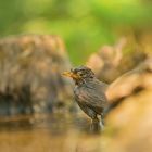 Amsel an einer Wasserstelle im Wald ...