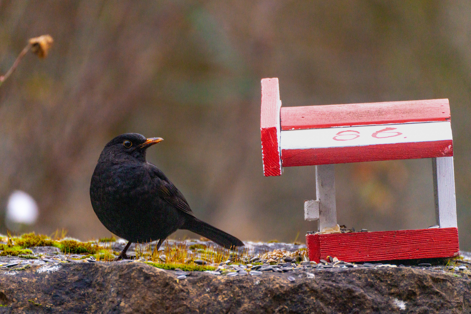 Amsel an Futterstelle